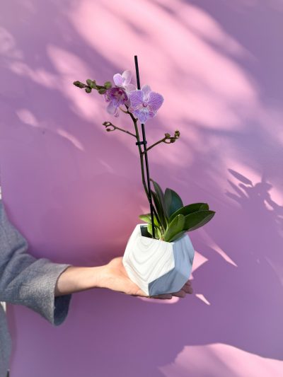 Orquídea Multiflora en Maceta