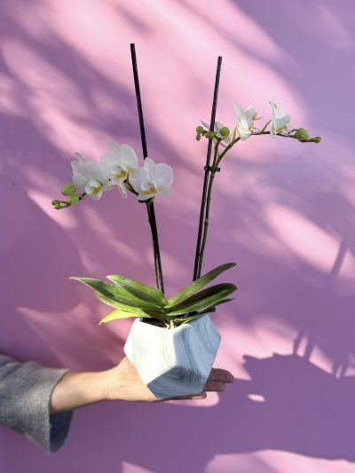 Orquídea doble Multiflora en Maceta