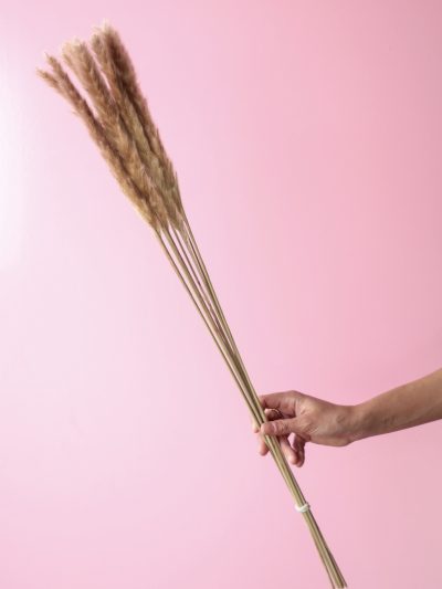 Pampa Mini