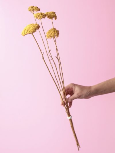 Achilea Amarilla