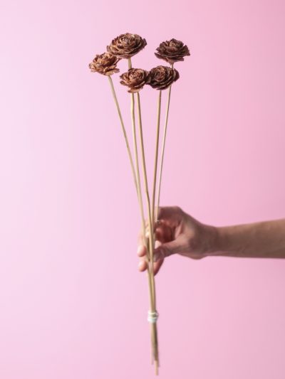 Rosa de Cedro