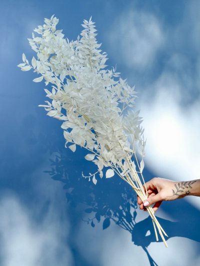Ruscus Blanco