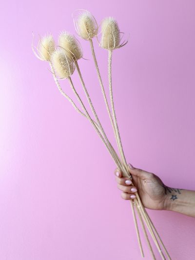 Cardo Blanco