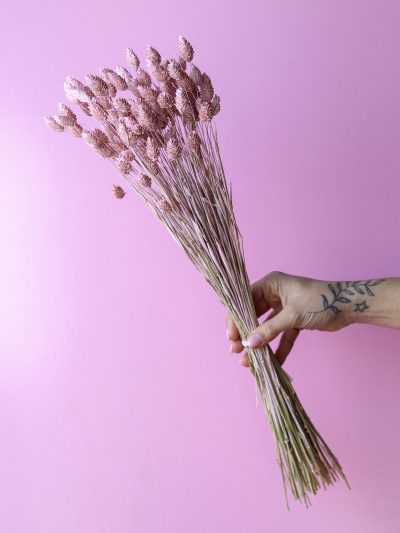 Phalaris Rosado Pastel