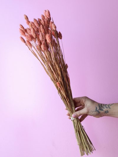 Phalaris Rosado