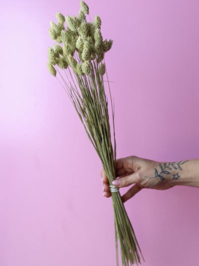 Phalaris