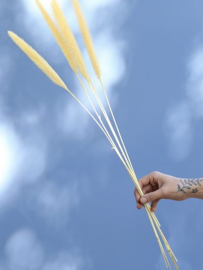 Pennisetum Crema