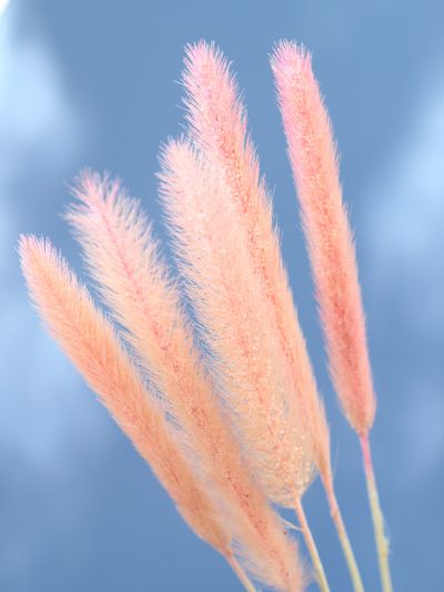 Pennisetum Rosado Pastel