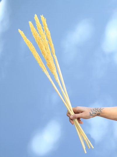 Sorgo Amarillo