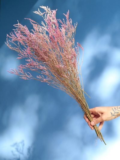 Limonium Rosado