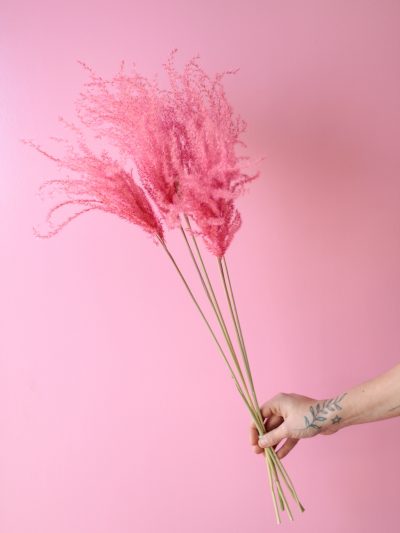 Miscanthus rosado