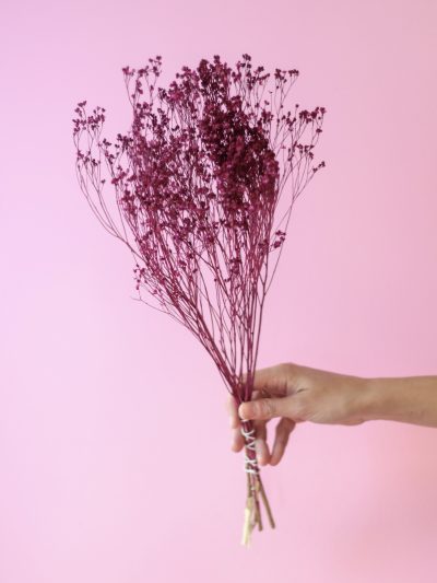 Retamo Fucsia