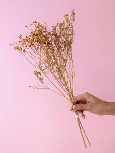 Retamo Amarillo