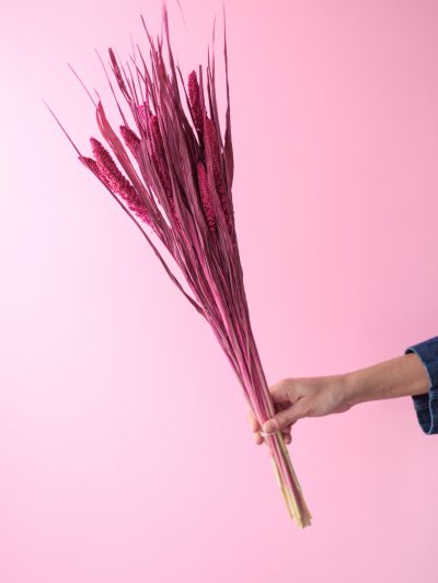 Setarea Italica Fucsia