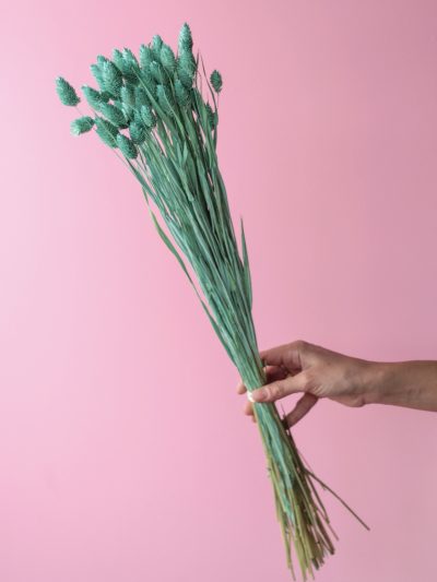 Phalaris Aqua