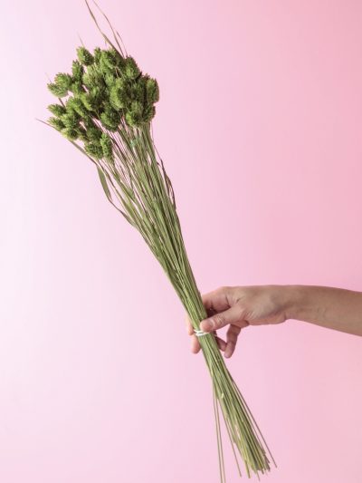 Phalaris Verde