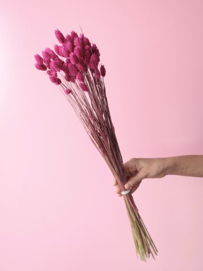Phalaris Fucsia