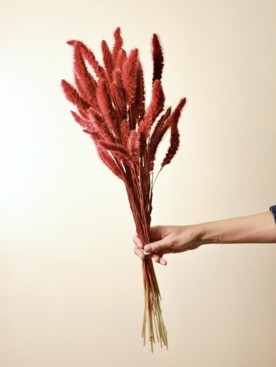 Setarea Roja