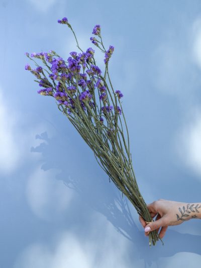 Estátice Morado