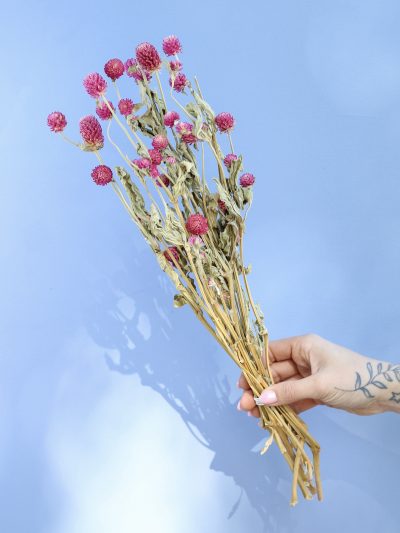 Gomphrena Fucsia