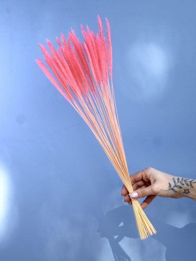 Mini Pennisetum Rosado
