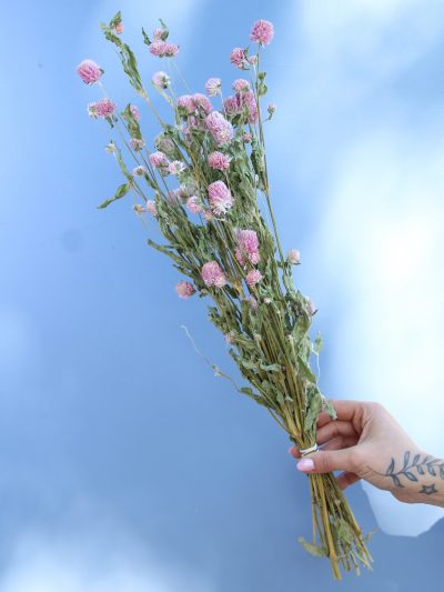Gomphrena Rosada