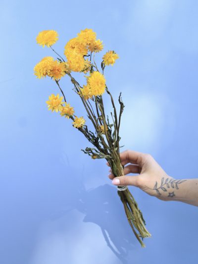 Helicriso Amarillo